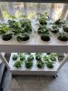 4 Layers 56 Holes Vertical Hydroponics Growing System with LED Light - 4 Layers 56 Holes